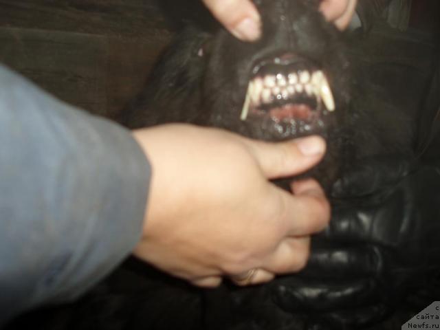 Фото: ньюфаундленд Aleks Dikson (Алекс Диксон)