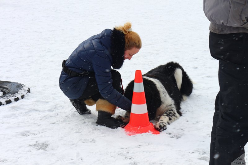 Фотография № 204530