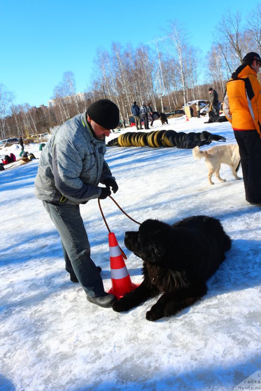 Фото: ньюфаундленд Ermak s Berega Dona (Ермак с Берега Дона)