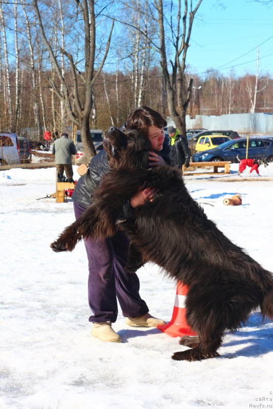 Фото: Elena Bogdanova (Елена Богданова), ньюфаундленд Angel Khranitel Gruffidd (Ангел Хранитель Граффидд)