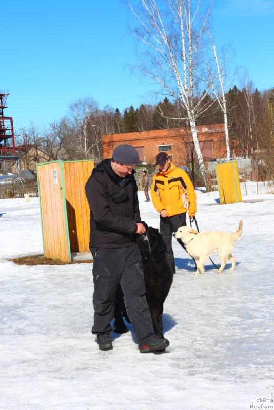 Фото: ньюфаундленд Egor s Berega Dona (Егор с Берега Дона)