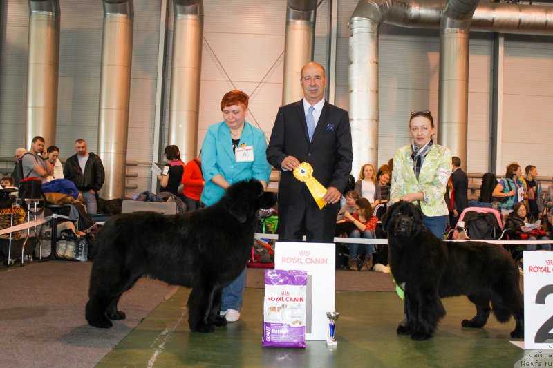 Фото: ньюфаундленд Ermak s Berega Dona (Ермак с Берега Дона), ньюфаундленд Beguschaya po Volnam Bravo Bravissimo (Бегущая по Волнам Браво Брависсимо)