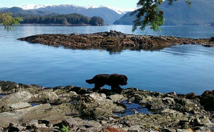 Фото: ньюфаундленд Chernaya Mafia Аngel Among Us (Черная Мафия Ангел Амонг Ус)