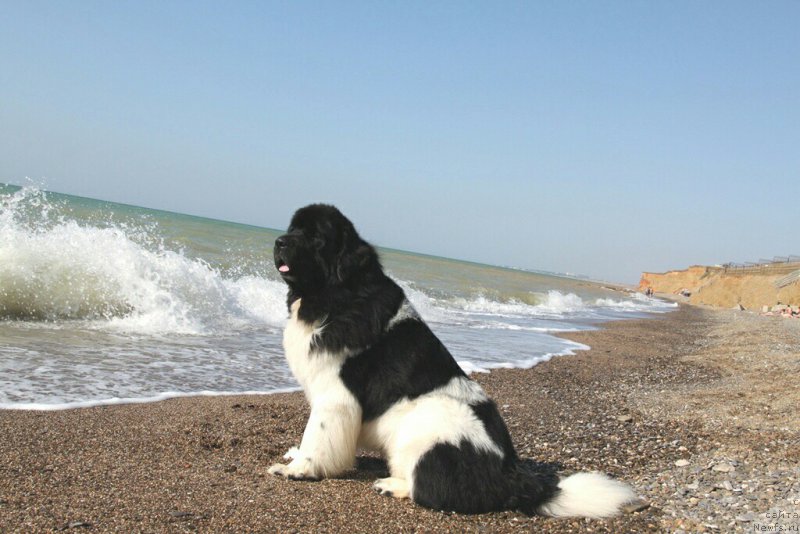 Фотография № 204547