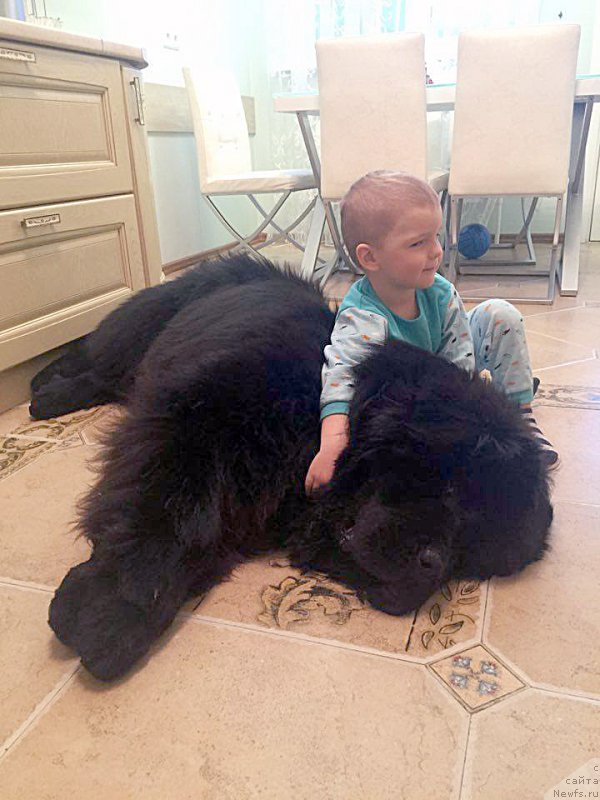 Фото: ньюфаундленд Beguschaya po Volnam CHek Poynt (Бегущая по Волнам Чек Пойнт)