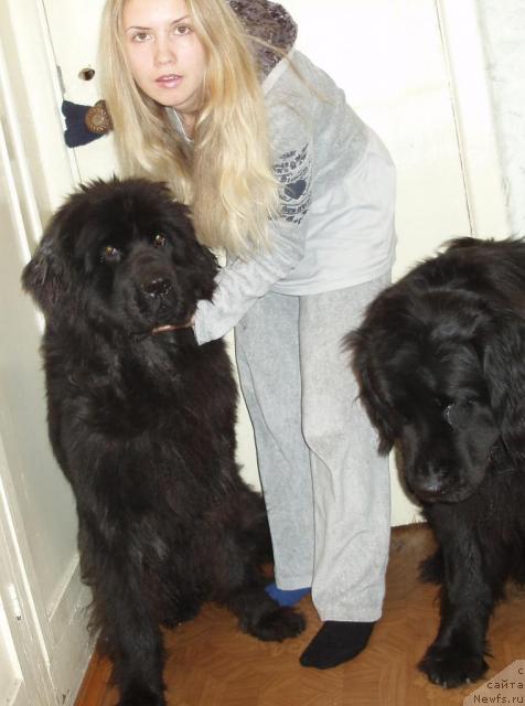 Фото: Aleksandra Kanunnikova (Александра Канунникова), ньюфаундленд Mag Ispolin Kopperfil'd (Маг Исполин Копперфильд), ньюфаундленд Aleks Dikson (Алекс Диксон)