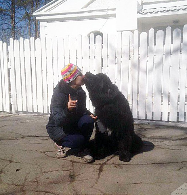 Фото: ньюфаундленд Beguschaya po Volnam CHek Poynt (Бегущая по Волнам Чек Пойнт)