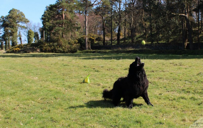 Фото: ньюфаундленд Akvatoriya Kelvin YU Myeyk May Drim (Акватория Келвин Ю Мэйк Май Дрим)