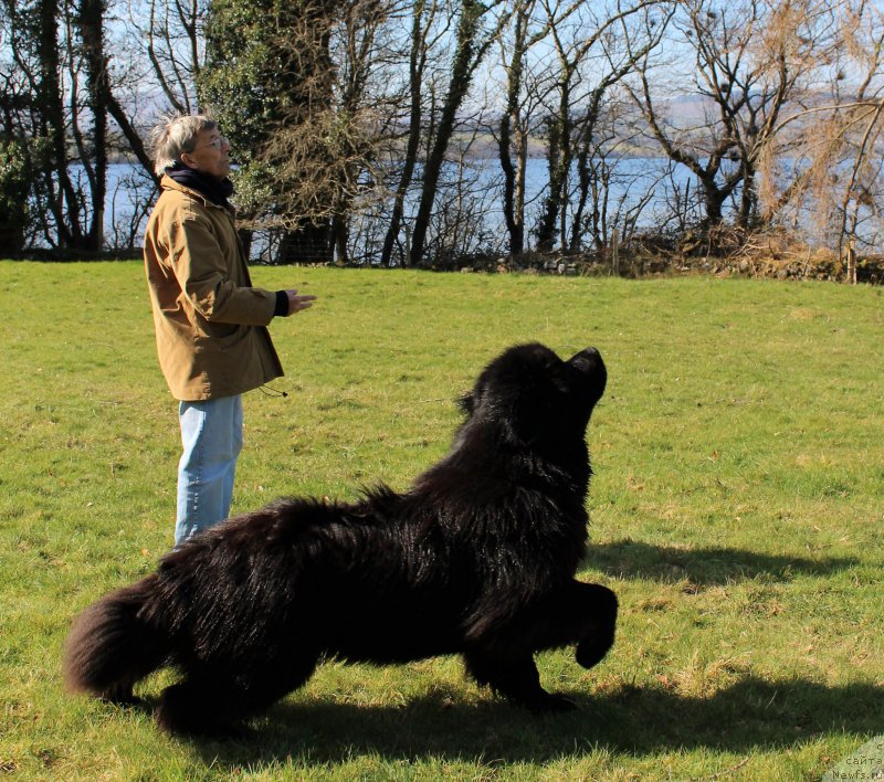 Фото: ньюфаундленд Akvatoriya Kelvin YU Myeyk May Drim (Акватория Келвин Ю Мэйк Май Дрим)