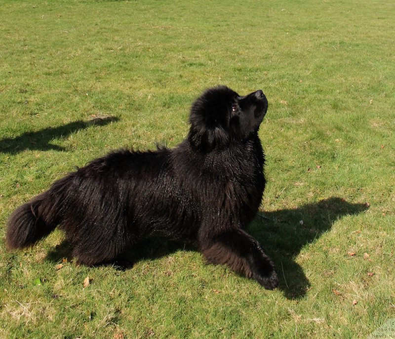 Фото: ньюфаундленд Akvatoriya Kelvin YU Myeyk May Drim (Акватория Келвин Ю Мэйк Май Дрим)