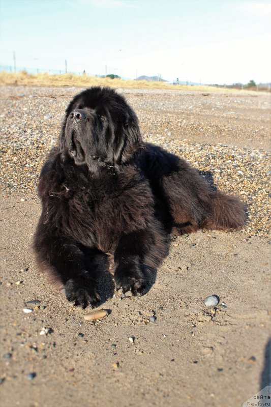 Фото: ньюфаундленд Akvatoriya Kelvin YU Myeyk May Drim (Акватория Келвин Ю Мэйк Май Дрим)