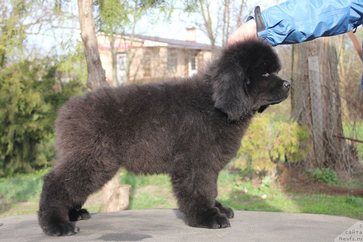 Фото: ньюфаундленд Zdorovyak s Berega Dona (Здоровяк с Берега Дона)