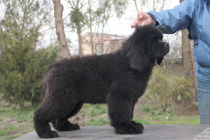 Фото: ньюфаундленд Zdravica s Berega Dona (Здравица с Берега Дона)