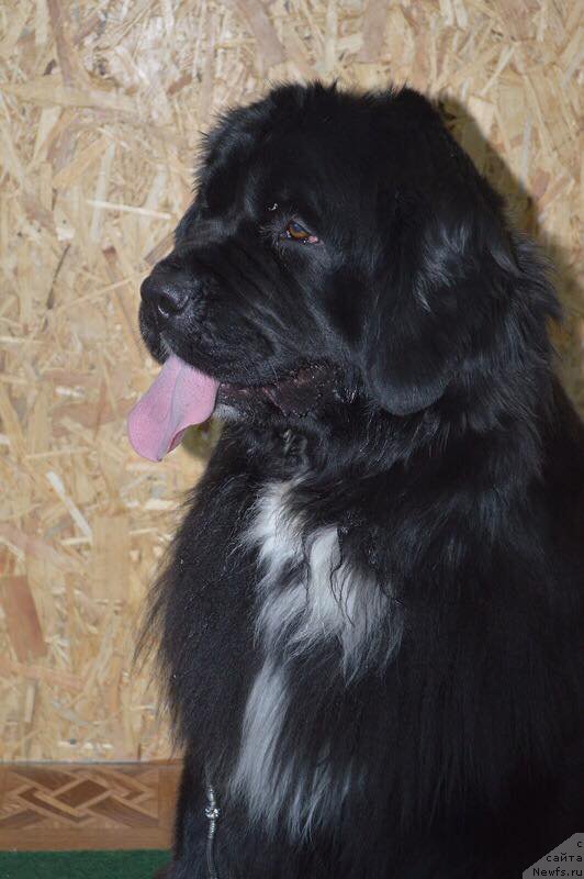 Фото: ньюфаундленд Sent Djons Evraziya (Сент Джонс Евразия)