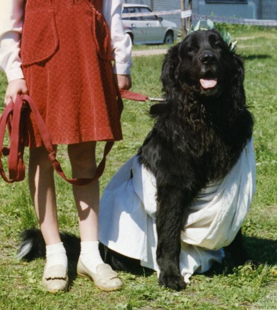 Фото: ньюфаундленд Gloryes Bartolomey (Глорэс Бартоломей)