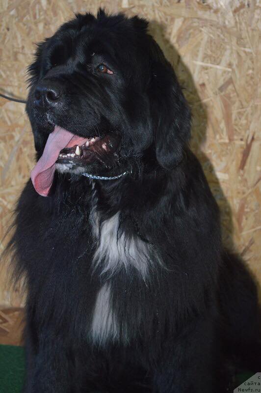 Фото: ньюфаундленд Sent Djons Evraziya (Сент Джонс Евразия)