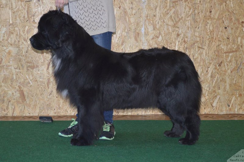 Фото: ньюфаундленд Sent Djons Evraziya (Сент Джонс Евразия)