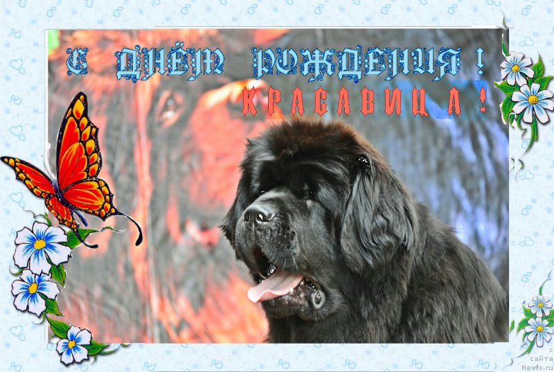 Фото: ньюфаундленд N'yufort Taym's Gold Aleksa (Ньюфорт Тайм'с Голд Алекса)