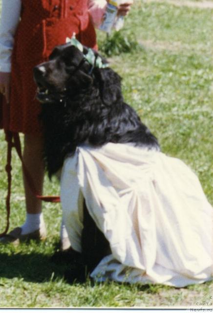 Фото: ньюфаундленд Gloryes Bartolomey (Глорэс Бартоломей)