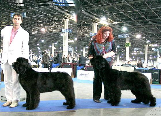 Фото: ньюфаундленд Skippers Only You for Smigar, ньюфаундленд Skippers Open Arms