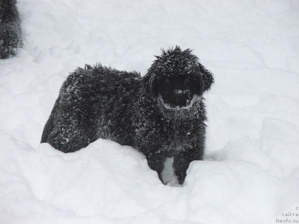 Фото: ньюфаундленд Plyushevaya Panda Mona-Liza (Плюшевая Панда Мона-Лиза)