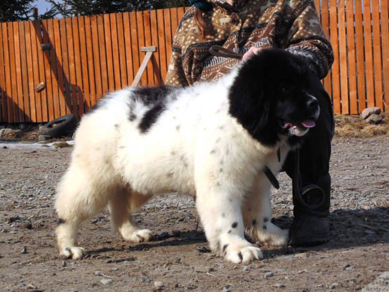 Фото: ньюфаундленд Boyard ot Karel'skih Medvedey (Боярд от Карельских Медведей)