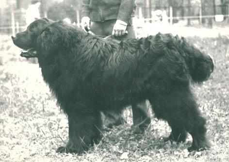 Фото: ньюфаундленд Floko Toriy (Флоко Торий)