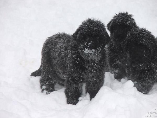 Фото: ньюфаундленд Plyushevaya Panda Mister Iks (Плюшевая Панда Мистер Икс)