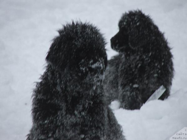 Фото: ньюфаундленд Plyushevaya Panda Mister Iks (Плюшевая Панда Мистер Икс)