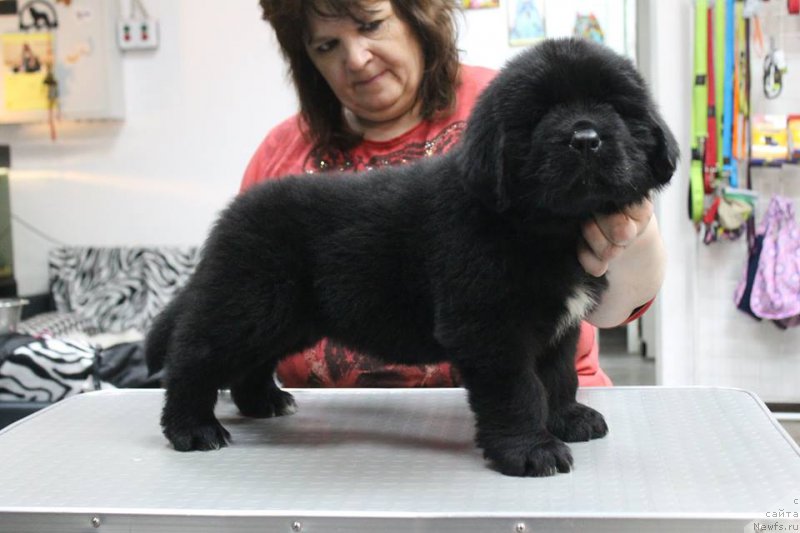 Фотография № 204645