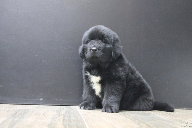 Фотография № 204648