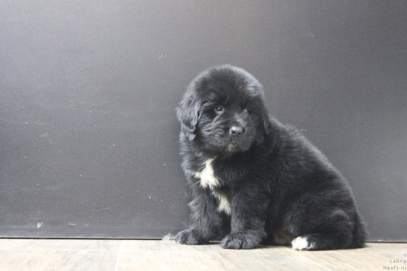 Фотография № 204650