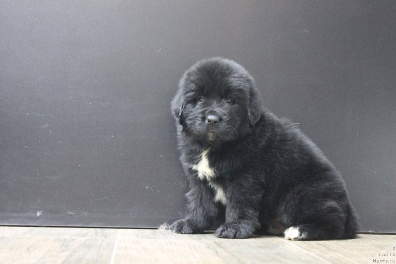 Фотография № 204651