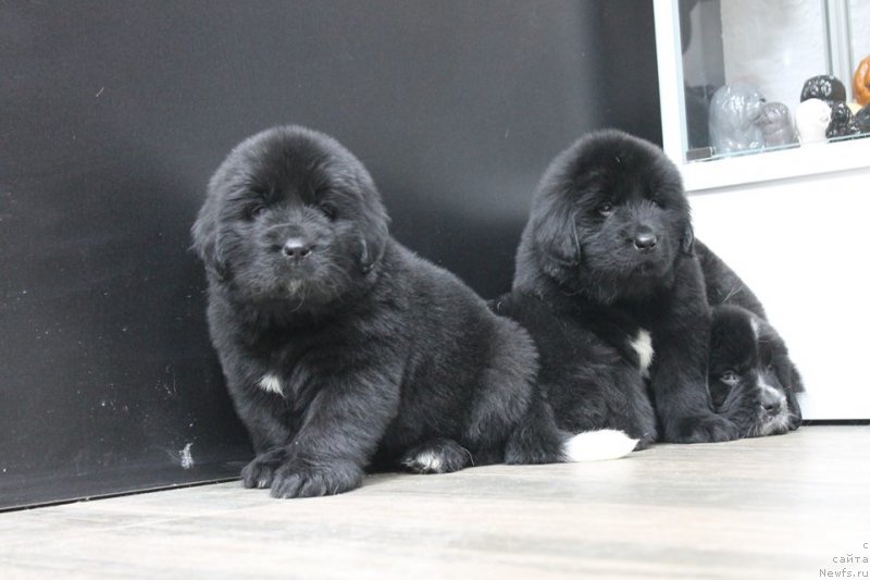 Фотография № 204655