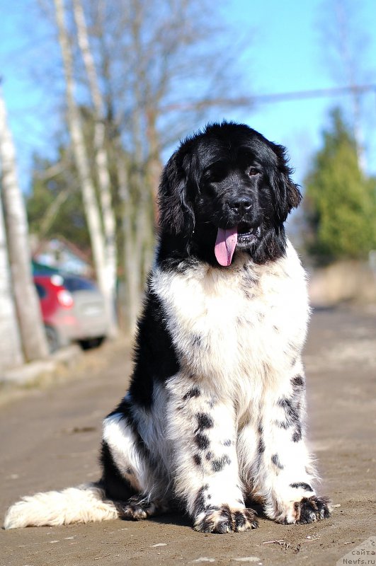 Фотография № 204666