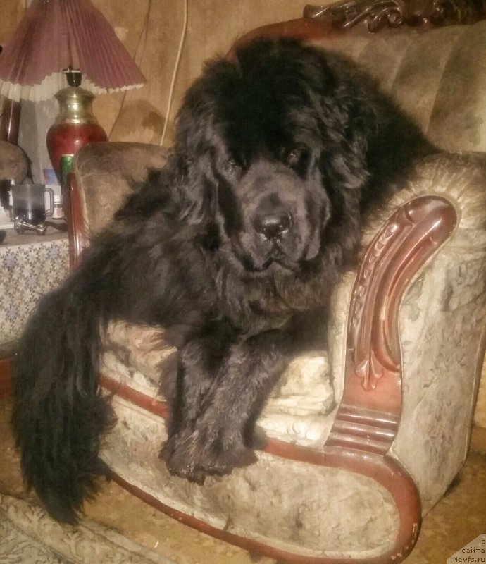 Фото: ньюфаундленд N'yufort Divnaya Diana (Ньюфорт Дивная Диана), ньюфаундленд N'yufort Divnaya Diana (Ньюфорт Дивная Диана)