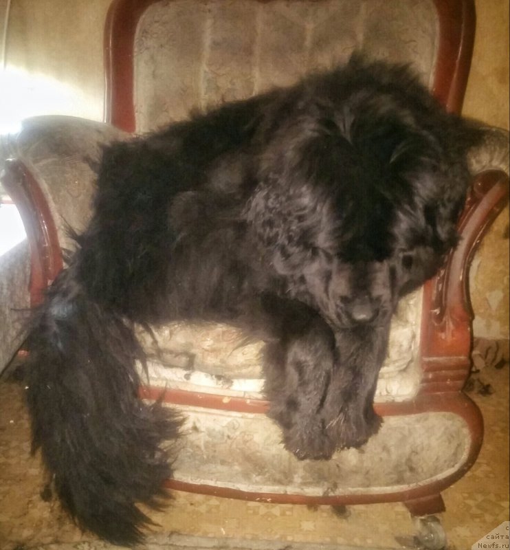 Фото: ньюфаундленд N'yufort Divnaya Diana (Ньюфорт Дивная Диана)