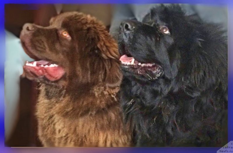 Фото: ньюфаундленд Brownblood MSK Hakim Gold Haydar (Браунблад МСК Хаким Голд Хайдар), ньюфаундленд N'yufort Lapochka Dochka (Ньюфорт Лапочка Дочка)