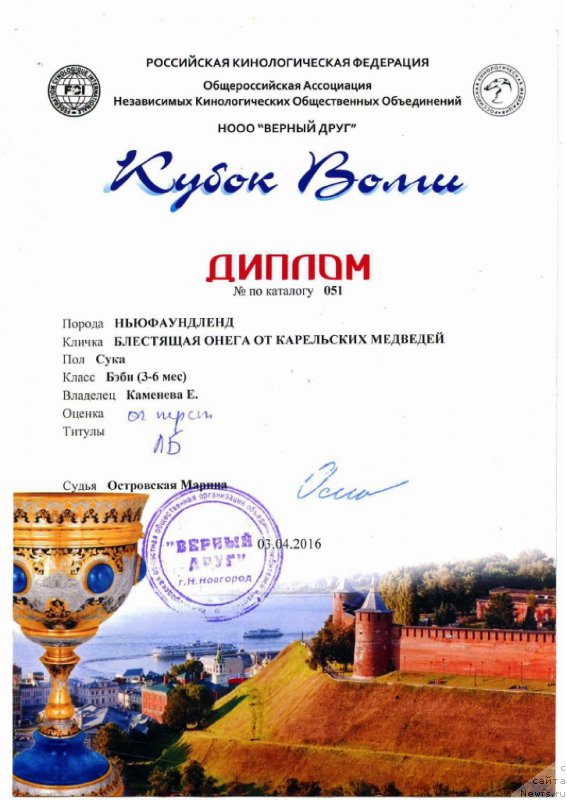 Фото: ньюфаундленд Blestyaschaya Onega ot Karel'skih Medvedey (Блестящая Онега от Карельских Медведей)