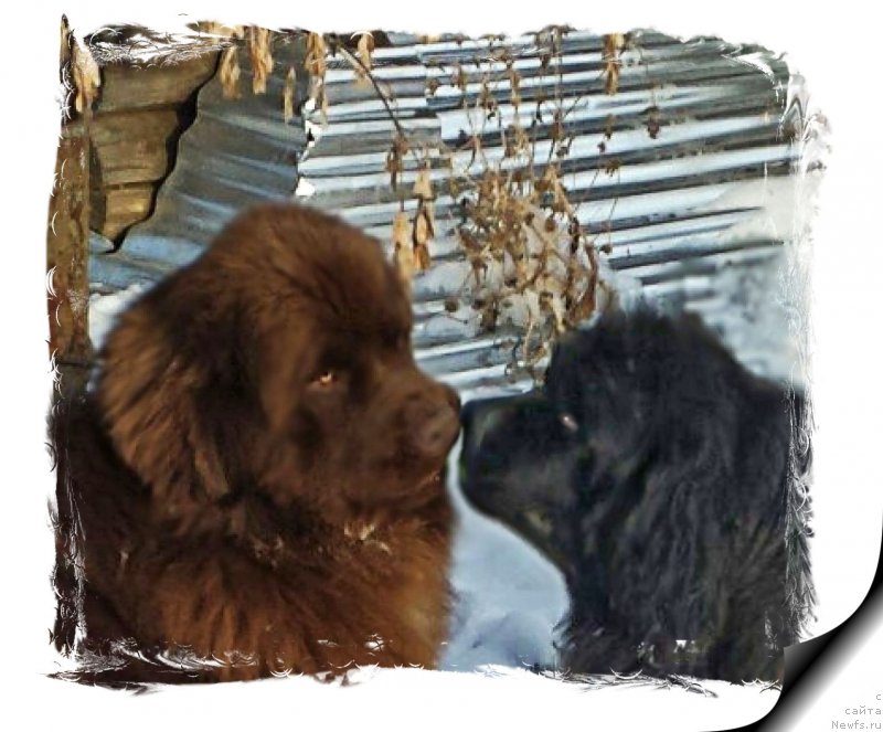 Фото: ньюфаундленд Brownblood MSK Hakim Gold Haydar (Браунблад МСК Хаким Голд Хайдар), ньюфаундленд N'yufort Lapochka Dochka (Ньюфорт Лапочка Дочка)