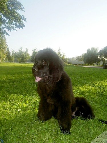 Фото: ньюфаундленд Chernaya Mafia Zero Hour (Черная Мафия Зеро Хоур)