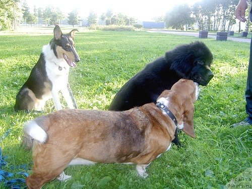 Фото: ньюфаундленд Chernaya Mafia Zero Hour (Черная Мафия Зеро Хоур)