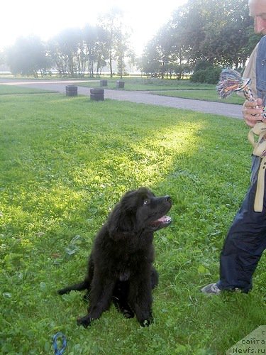 Фото: ньюфаундленд Chernaya Mafia Zero Hour (Черная Мафия Зеро Хоур)