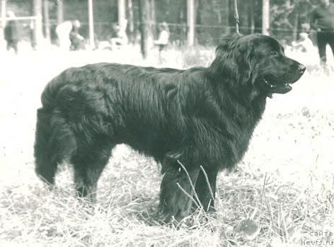 Фото: ньюфаундленд Matiyus P'er (Матиюс Пьер)