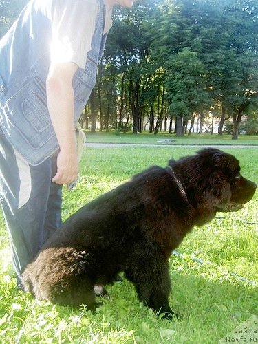 Фото: ньюфаундленд Chernaya Mafia Zero Hour (Черная Мафия Зеро Хоур)