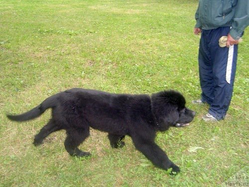 Фото: ньюфаундленд Chernaya Mafia Zero Hour (Черная Мафия Зеро Хоур)