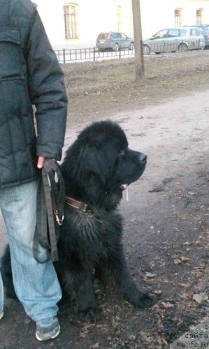 Фото: ньюфаундленд Chernaya Mafia Zero Hour (Черная Мафия Зеро Хоур)