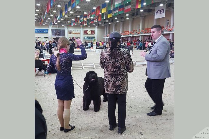 Фото: ньюфаундленд Vpered Zovuschaya s Berega Dona (Вперед Зовущая с Берега Дона)