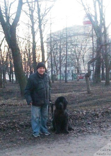 Фото: ньюфаундленд Chernaya Mafia Zero Hour (Черная Мафия Зеро Хоур)