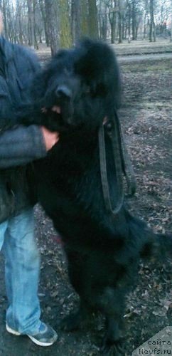 Фото: ньюфаундленд Chernaya Mafia Zero Hour (Черная Мафия Зеро Хоур)